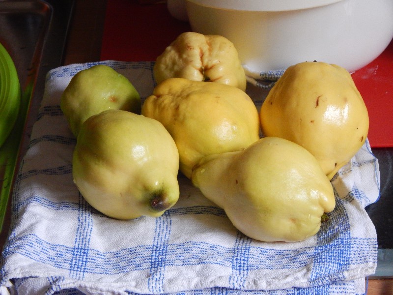 Quitten, gewaschen und entflaumt