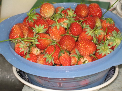 Erdbeeren