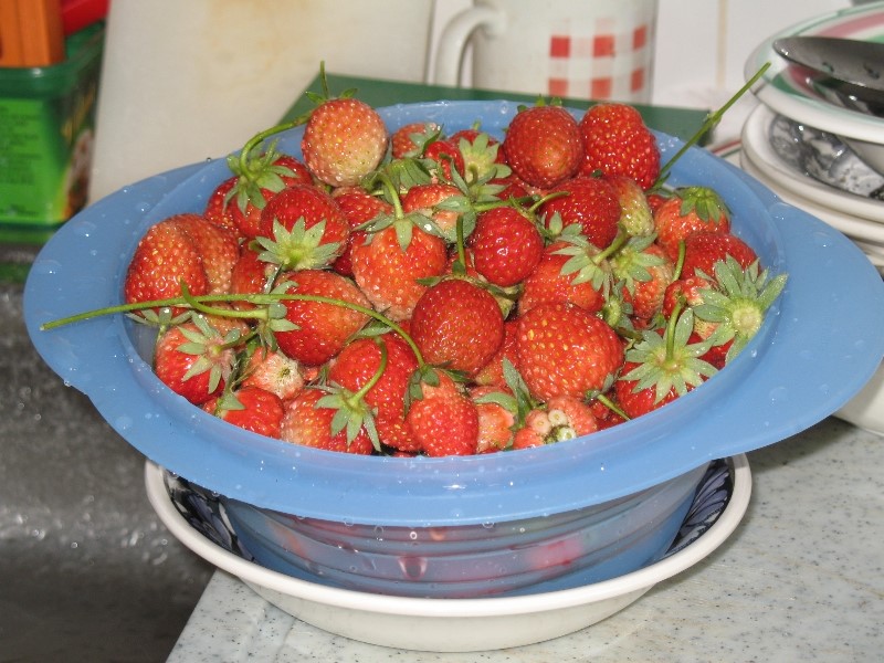 Erdbeeren