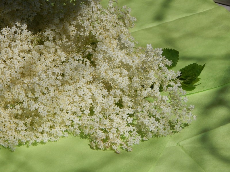 Holunderblüten